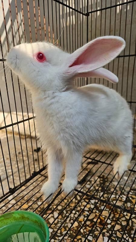 white angora rabbit with Red eyes (3 months old) 2