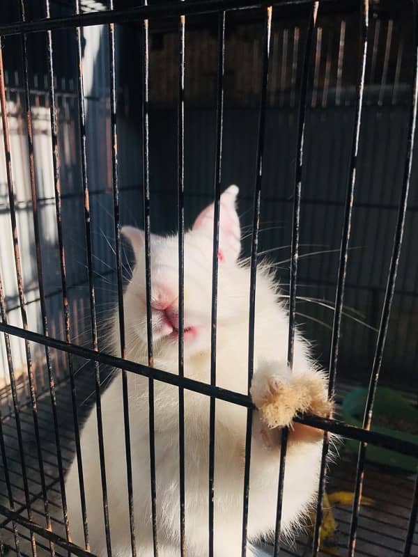 white angora rabbit with Red eyes (3 months old) 3