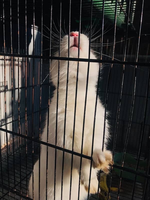 white angora rabbit with Red eyes (3 months old) 4