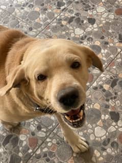 Golden Labrador beautiful dog for sale