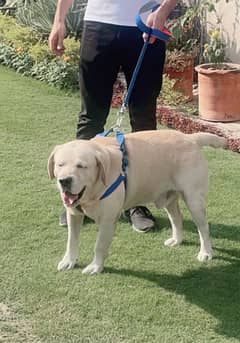 Golden Labrador beautiful dog for sale