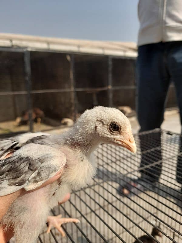 aseel chick's for sale 1