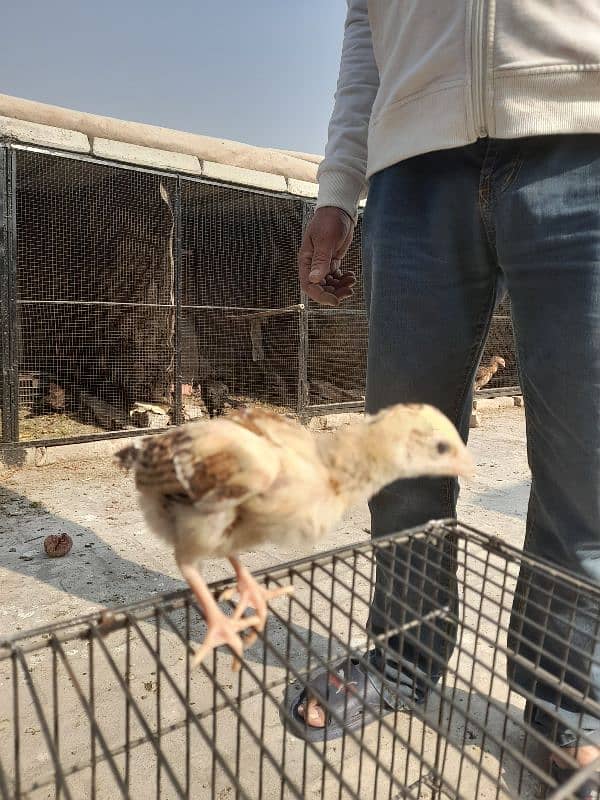 aseel chick's for sale 2