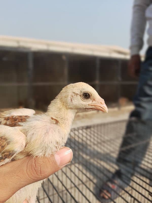 aseel chick's for sale 3