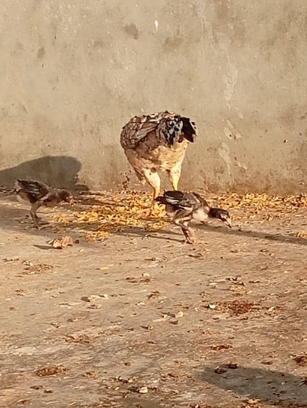 Lemon Buff and 2 aseel hens and 2 chicks 0