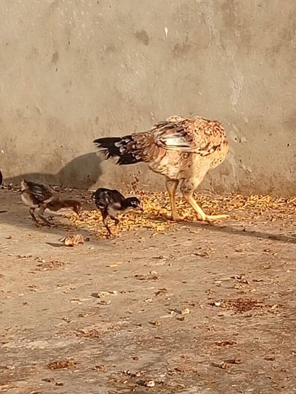 Lemon Buff and 2 aseel hens and 2 chicks 1