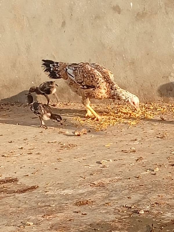 Lemon Buff and 2 aseel hens and 2 chicks 2