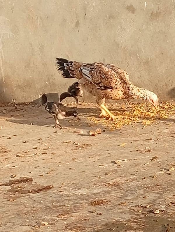 Lemon Buff and 2 aseel hens and 2 chicks 3