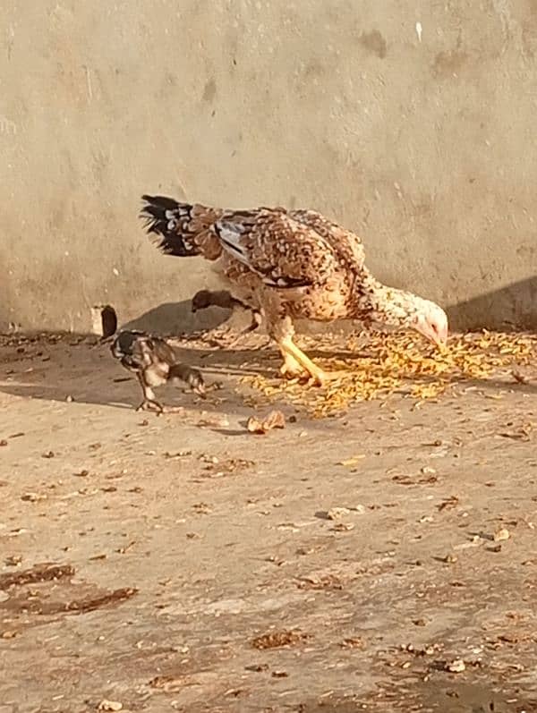 Lemon Buff and 2 aseel hens and 2 chicks 4