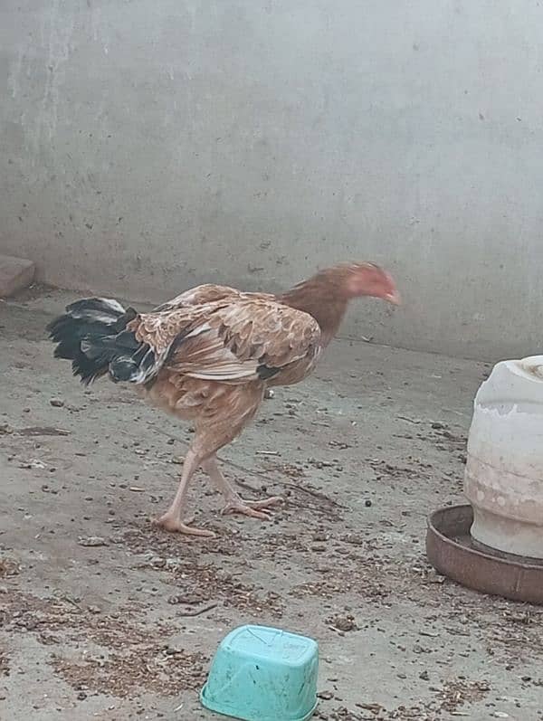 Lemon Buff and 2 aseel hens and 2 chicks 9