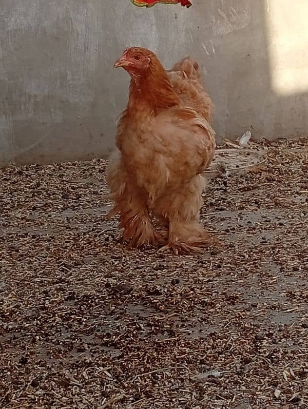 Lemon Buff and 2 aseel hens and 2 chicks 15