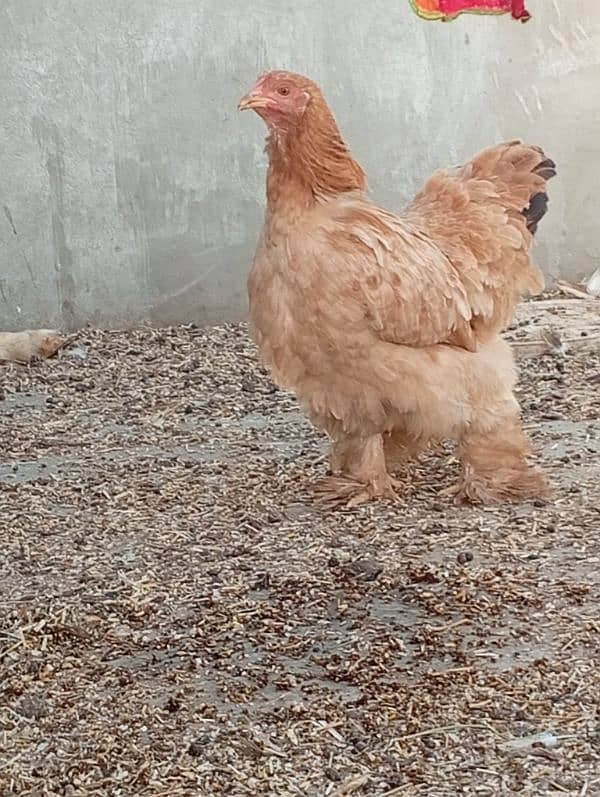 Lemon Buff and 2 aseel hens and 2 chicks 16