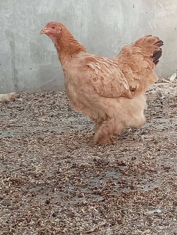 Lemon Buff and 2 aseel hens and 2 chicks 17