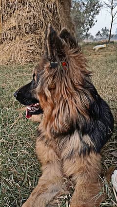 German Shepherd Long code male for seal