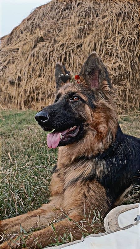 German Shepherd Long code male for seal 1