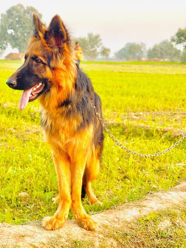 German Shepherd Long code male for seal 3