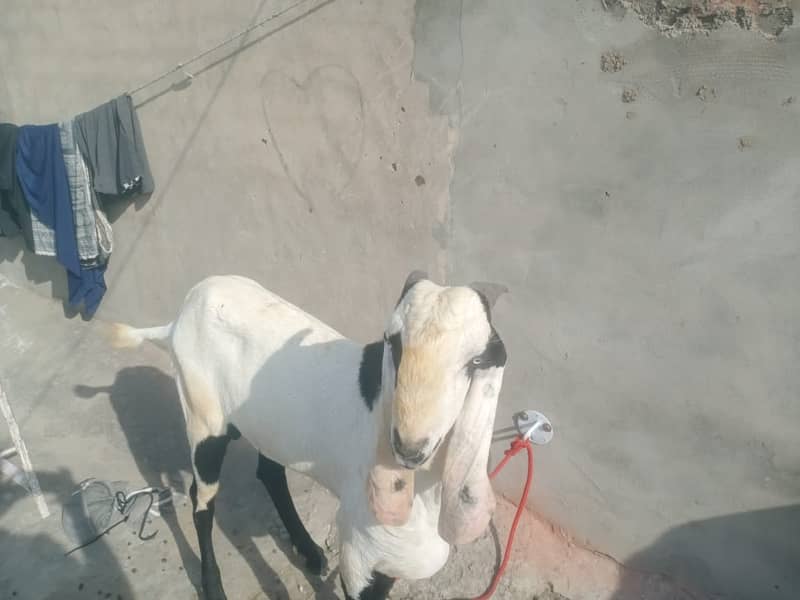 nagra goat / goat for sale 1