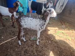 white male goat for sale