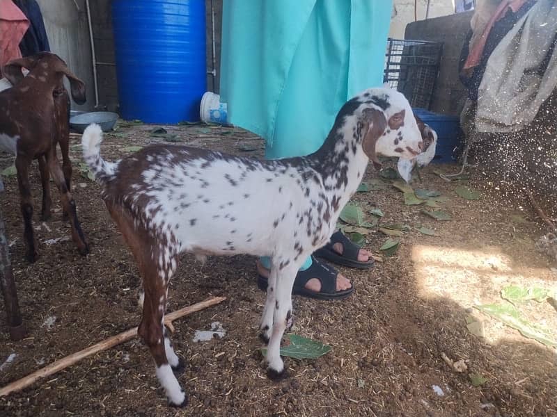 white male goat for sale 1