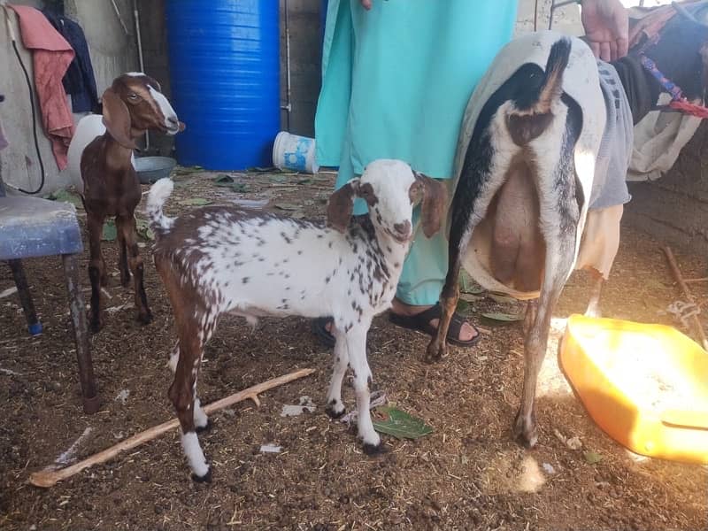 white male goat for sale 2