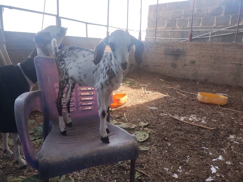 white male goat for sale 3