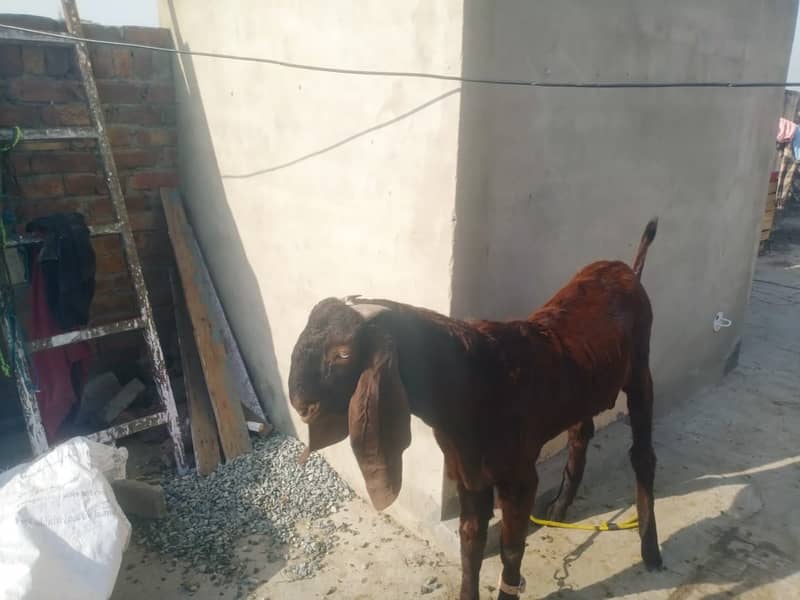 nagra beetal goat / bakra / goat for sale 0