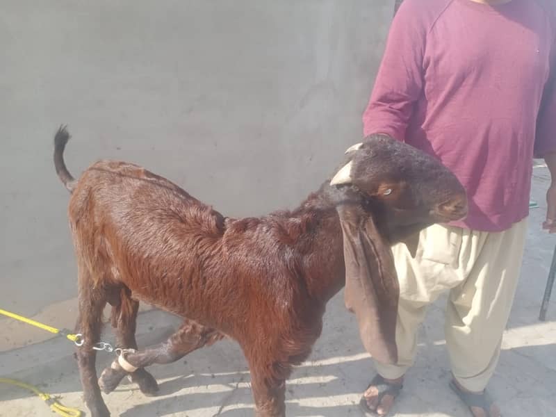 nagra beetal goat / bakra / goat for sale 1