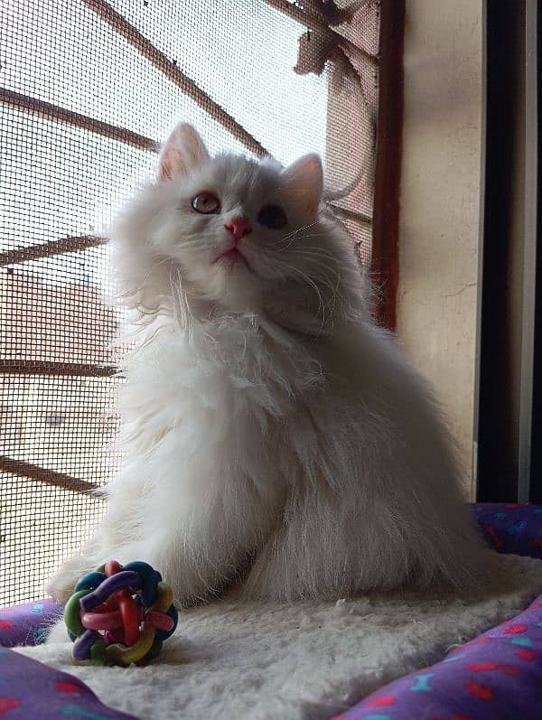 High Quality Persian kittens 5