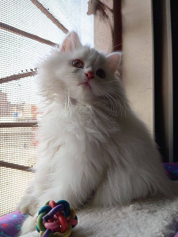 High Quality Persian kittens 6