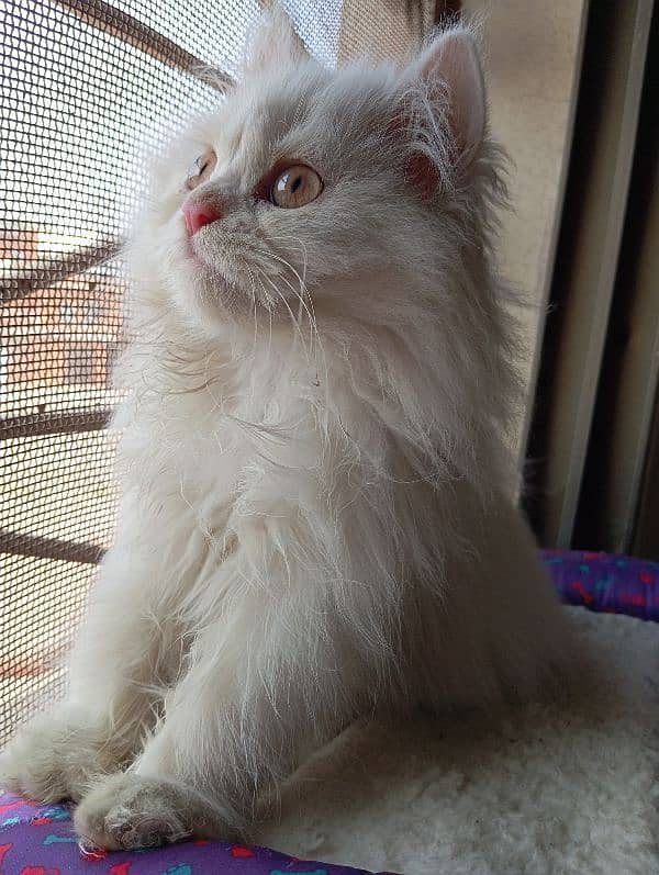 High Quality Persian kittens 8