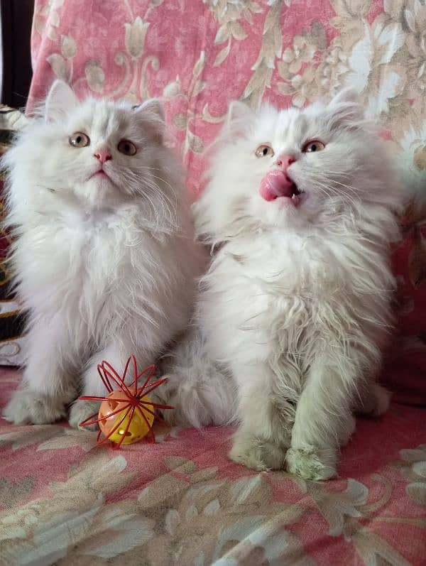 High Quality Persian kittens 9