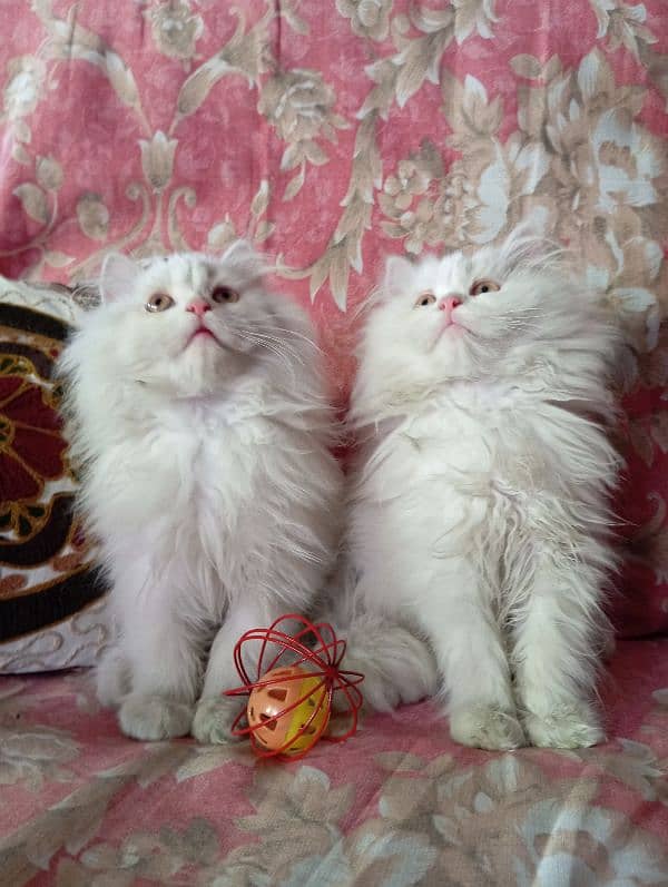 High Quality Persian kittens 10