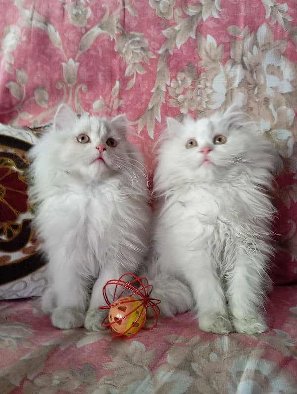 High Quality Persian kittens 11