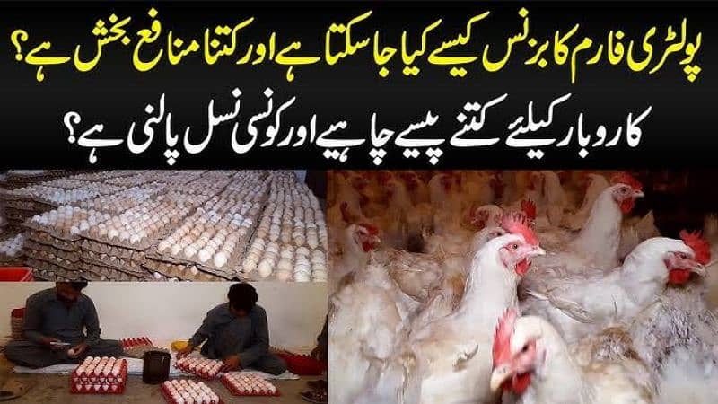 Start Poultry Farming Business | Farm Egg Chick Chicken Broiler Layer 2