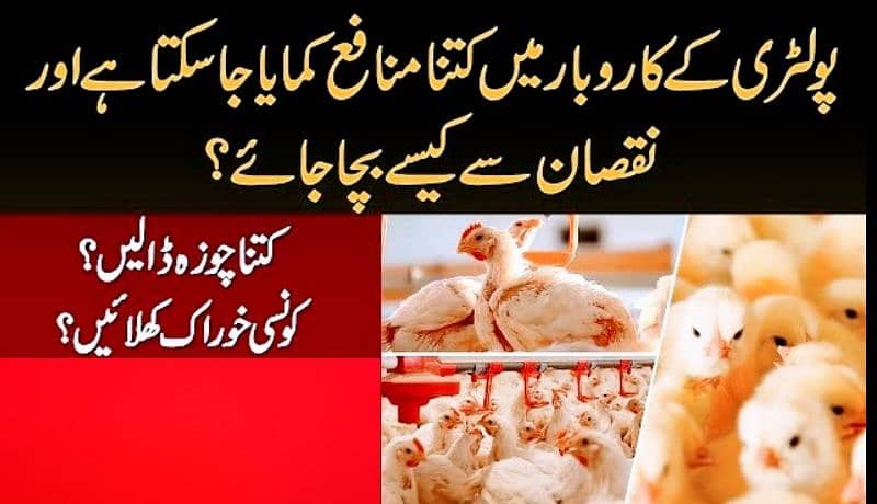 Start Poultry Farming Business | Farm Egg Chick Chicken Broiler Layer 3