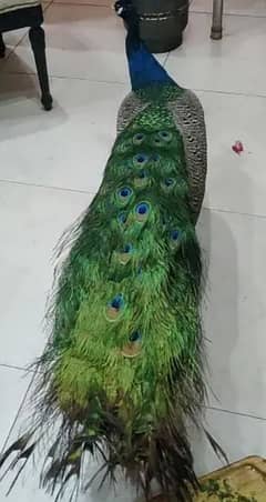 PEACOCK