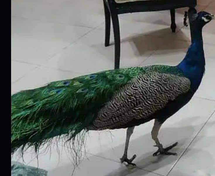 PEACOCK for sale 1