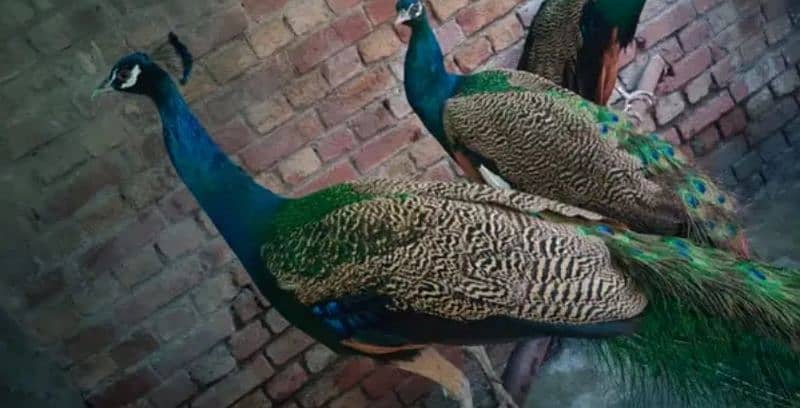 PEACOCK for sale 2