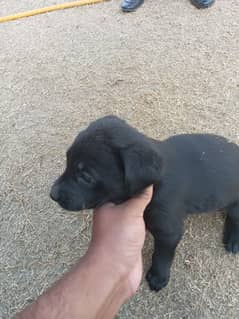 Labrador female one month