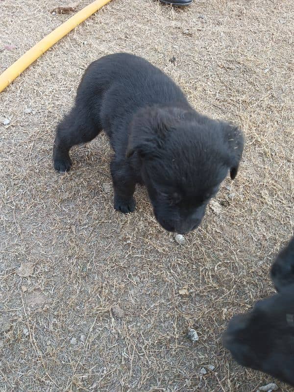 Labrador female one month 1