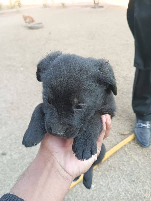 Labrador female one month 2