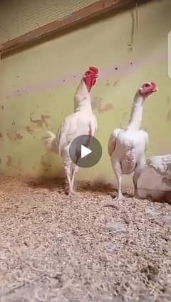 ko shamo chicks available in reasonable price