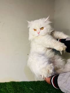 White Persian Male