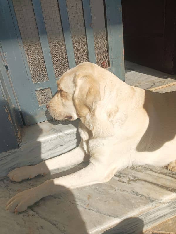 Labrador female one month 3