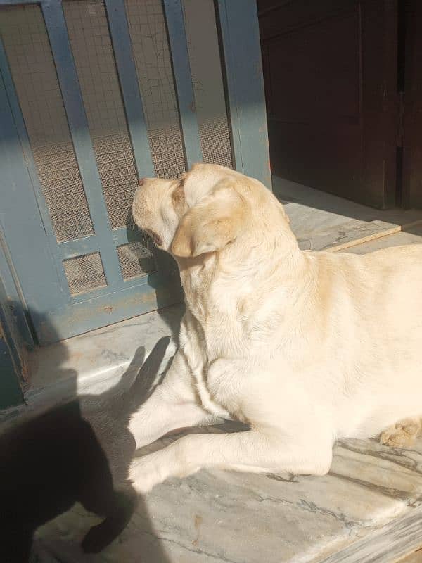 Labrador female one month 4