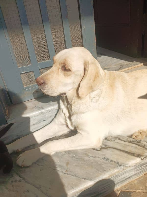 Labrador female one month 5