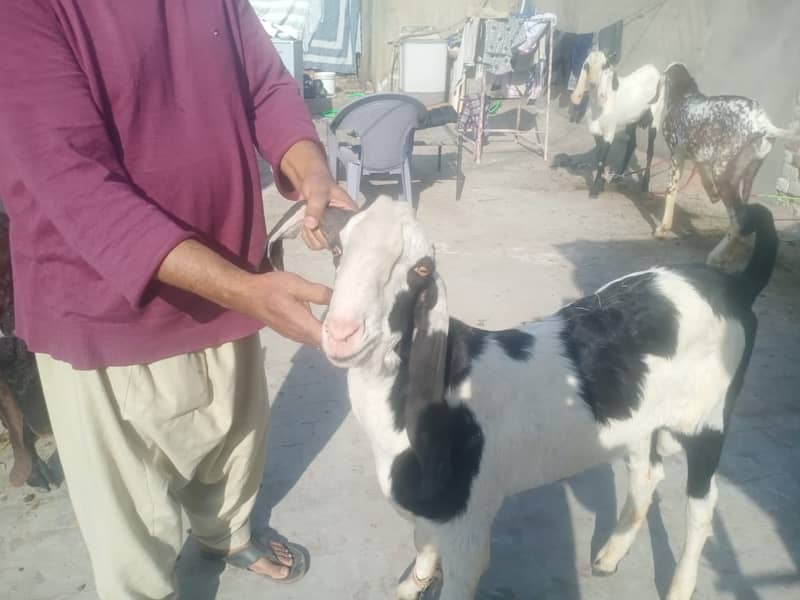 goat for sale / bakra  . goat 0