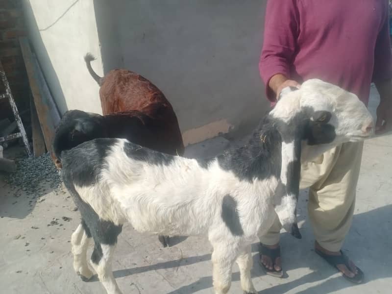 goat for sale / bakra  . goat 1