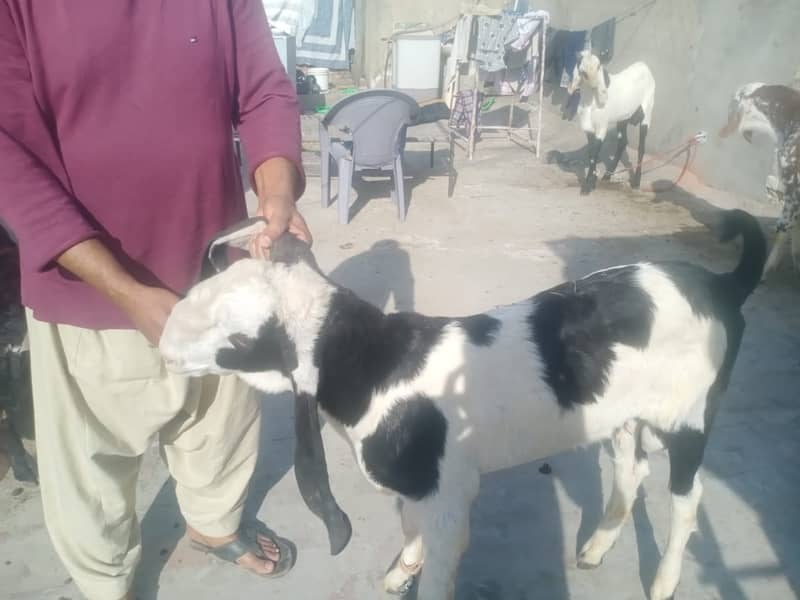 goat for sale / bakra  . goat 2