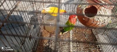 lovebird breeder pair for sale.